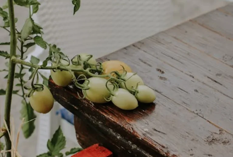We grow fresh, organic produce using clean methods that protect nature, healthy food.